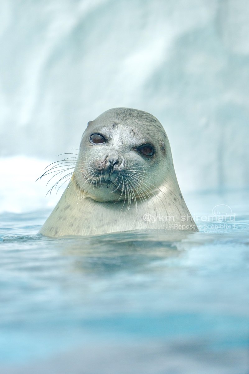 海遊館に涼みにおいでよ。🎐
#海遊館  #アザラシ #ワモンアザラシ