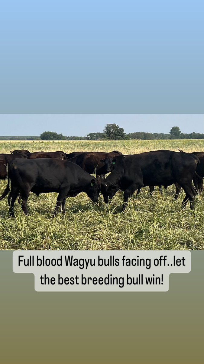 Riding Mountain Wagyu tweet media