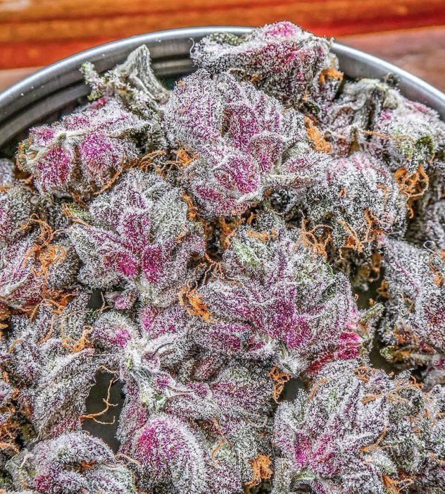 _StonersRUs_'s tweet photo. Tropicana Cookies 🍓🍪

#StonerFam #Mmemberville #WeedLovers #CannabisCommunity https://t.co/fJBQcAzCxX