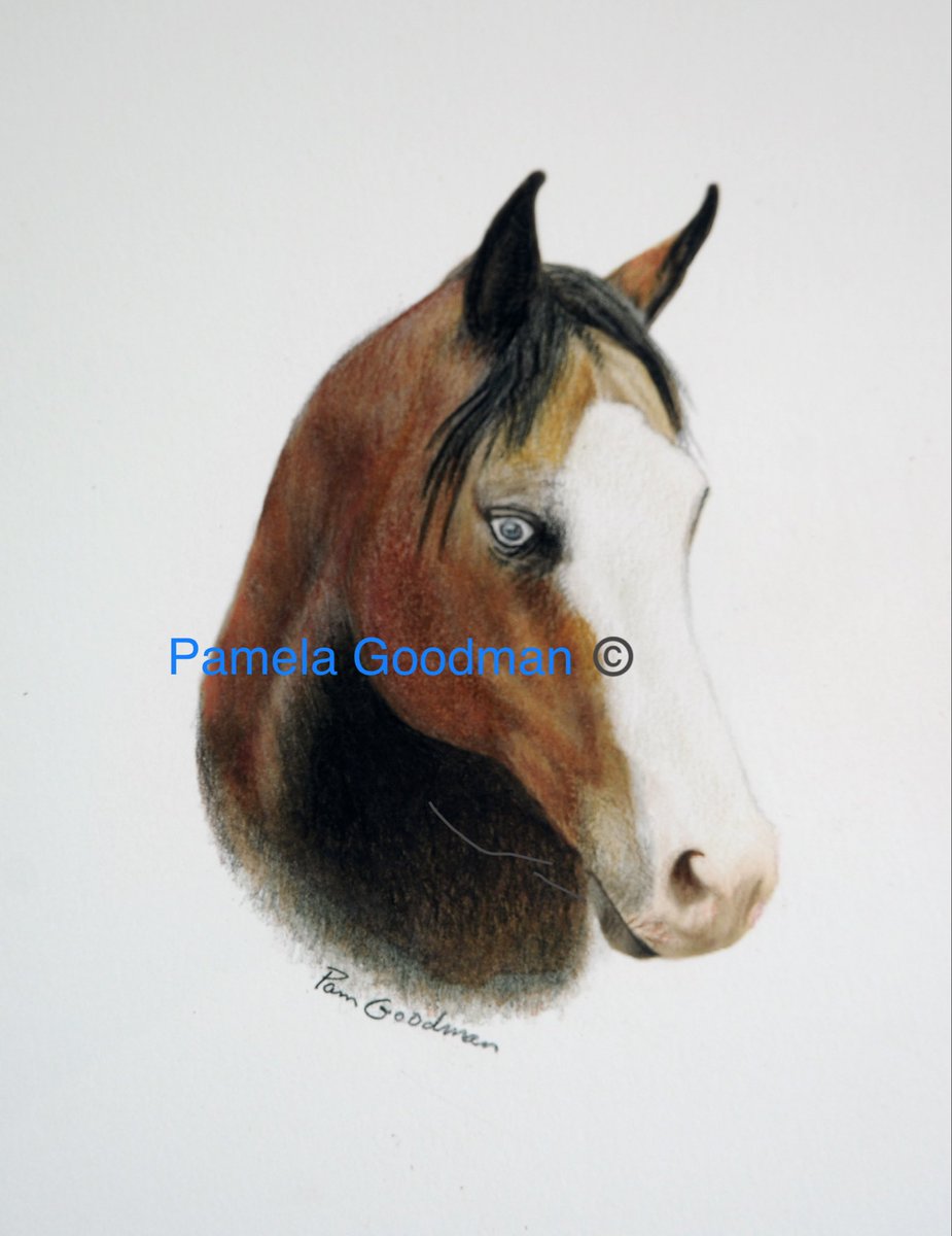 ART IS LIFE.  Open Commissions
pamelagoodman.zenfolio.com

#gifts #horses #dogs #memorials  #petloss #peturn #petportrait #petportraits #petportraitartist #petportraitsofinstagram #custompetportraits  #Art #petart #petportraitsartist #petportraitcommissions #professionalpetportraits