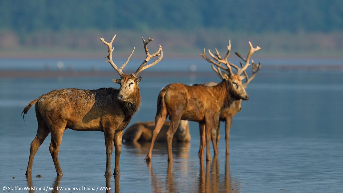 Stuart_Orr's tweet photo. #31 The Pere David’s deer was Extinct in the Wild due to hunting in the 1800's but a captive breeding &amp; reintroduction programme has seen #'s rebound to ~10k in China with 1/10 now living wild after individuals escaped a fenced reserve during in 1998. https://t.co/CWEF8jEHmF https://t.co/EnNvV4Z3Am
