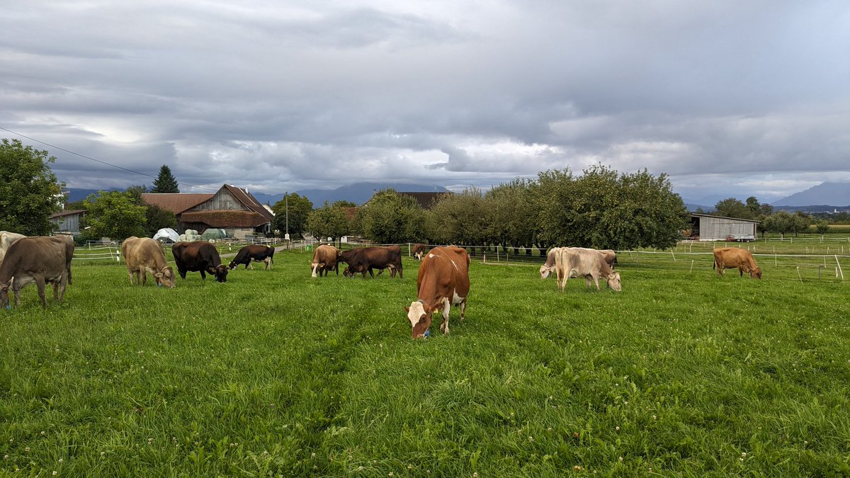 domibuehlmann's tweet image. Ladies enjoing the grass😃