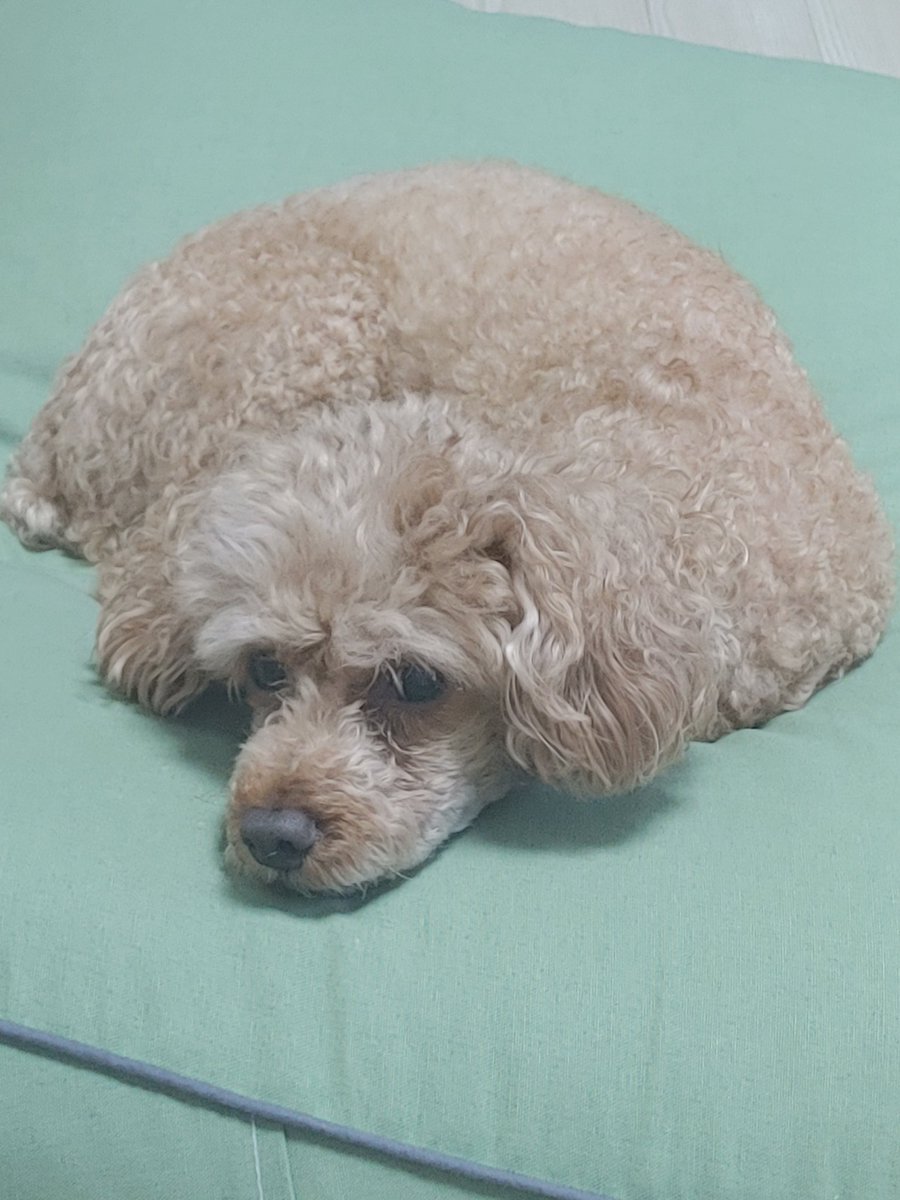 Alice10000's tweet photo. 오빠가 가서 슬퍼유... https://t.co/2ZIEh0IKZh