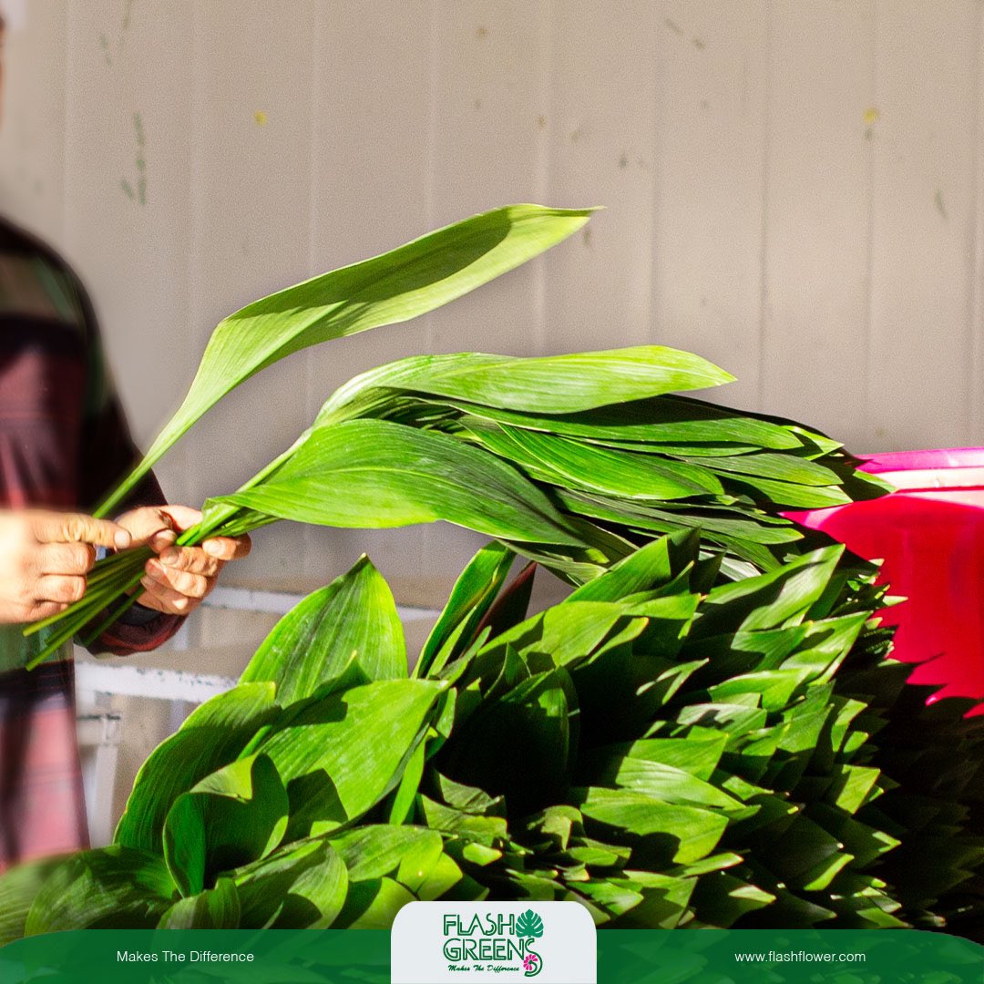 Günaydın ☀️ Bereketli haftalar dileriz 🌿

Aspedistra 🌿
Flash Greens 🌿

#Makethedifference #FarkYaratır #pazatesi #Monday