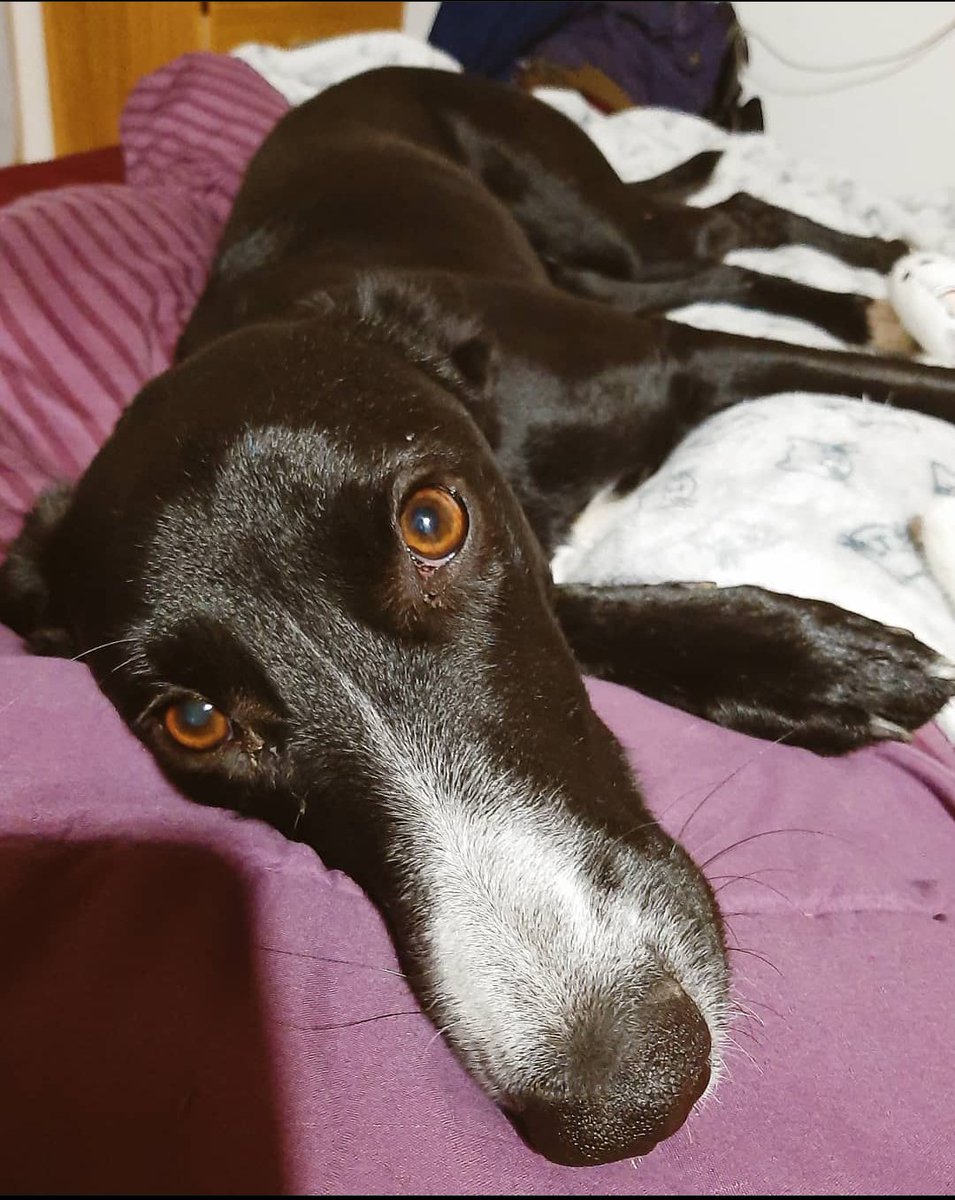 ttahCo's tweet photo. @Estefierritox Mi negra, Matilda. 💙 https://t.co/MpqlY9BTVH