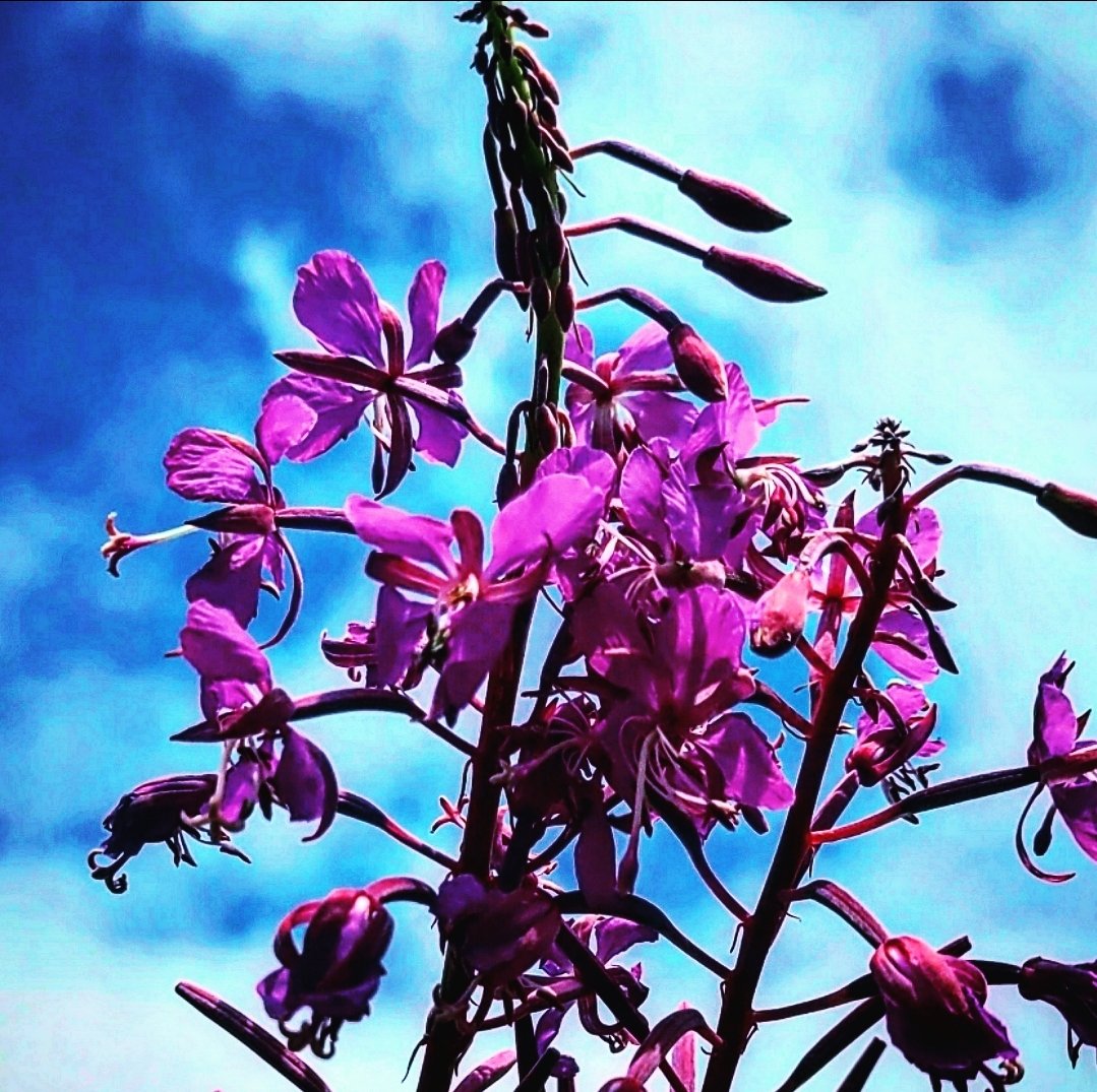 iMichaelTen's tweet photo. bloom of fireweed, nature's vivid art
#FireweedFlowers #NatureArt #BloomBeauty #WildFlora #ExploreOutdoors #GardenMagic #BotanicalWonders #ColorfulNature #FloralPhotography #HikingAdventures #EcoExploration #WildflowerLove #flowers #art #fireweed https://t.co/M1KxmDt2PD
