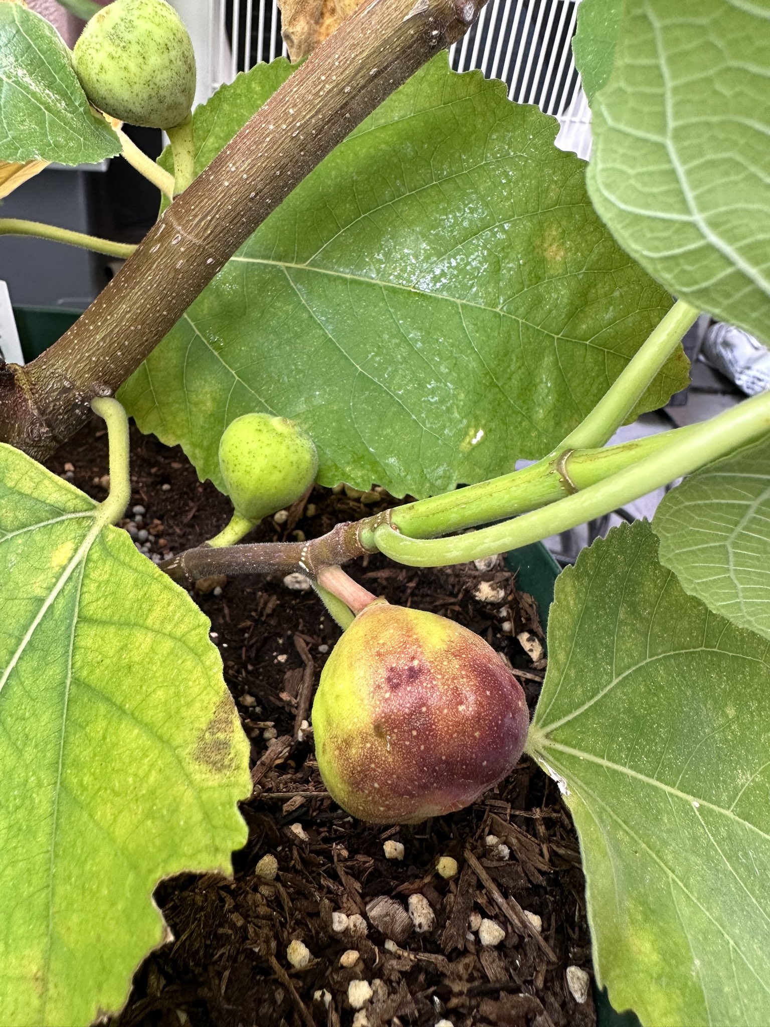 レインボーストライプ BNRイチジク苗木 レインボーストライプ BNRイチジク苗木 レインボーストライプ BNR