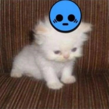 鳥 | Kuru🌺 tweet media