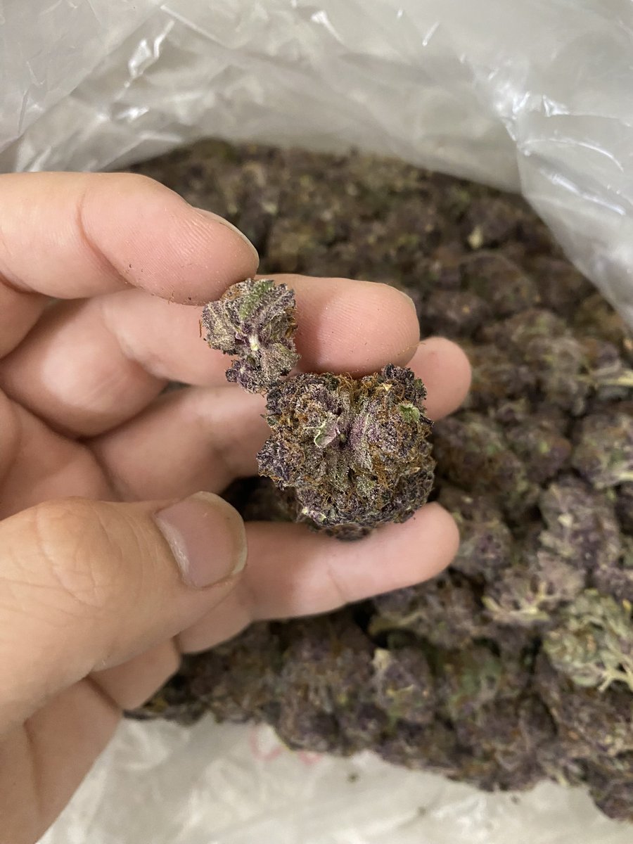 GloryBoyCris's tweet image. Top Tier