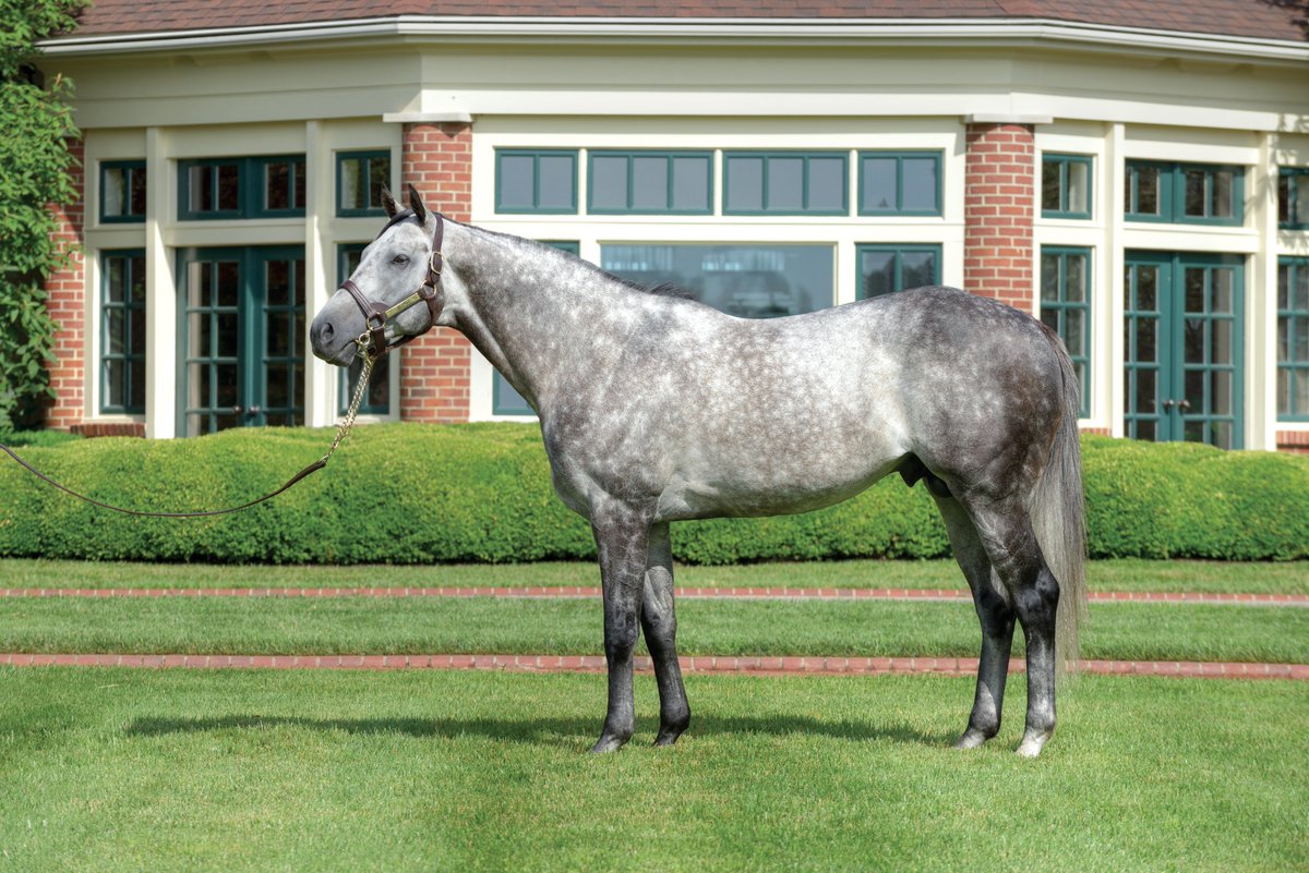 LanesEndFarms's tweet photo. 2YO filly Appeal Factor, by #TheFactor, remains undefeated, while making it back-to-back stakes wins impressively taking the W.T.B.O.A Lassies S.! Bred by Oak Crest Farm LLC. #LEStallions https://t.co/aIZHG3cLL1