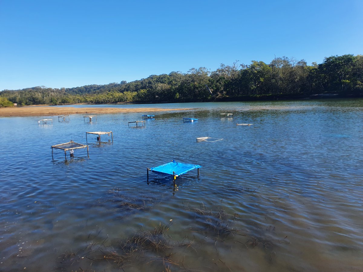 In the THIRD paper from her PhD, @A0strowski uses structural equation models to identify causal effects of dynamic #multiplestressors on #seagrass (1/2). sciencedirect.com/science/articl… @Griffith_SciEnv @GriffithARI w @ConnollyLab @bluecology