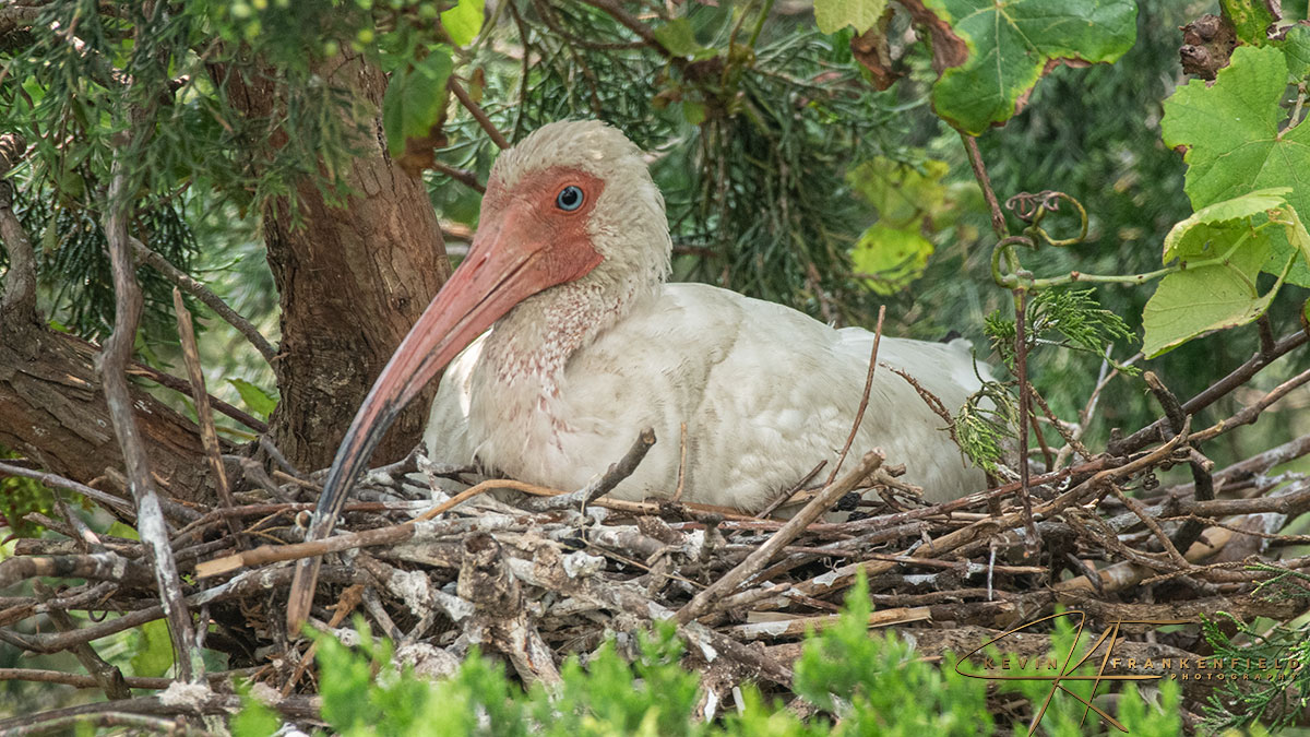 #whiteibis #birding #birdwarching #shorebirds #wadingbirds #birdphotography #NaturePhotography #wildlifephotography