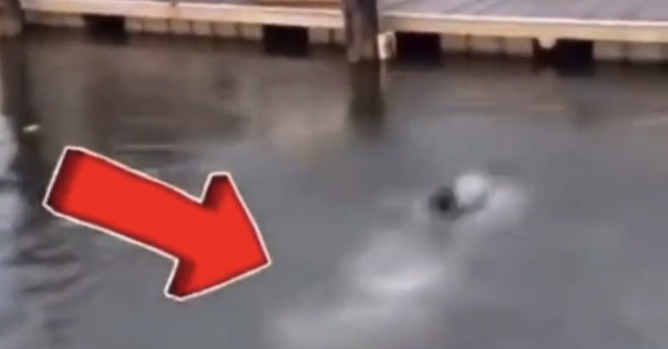 JugginDayz84w's tweet photo. @tariqnasheed This me swimming going to do it for Emmitt Till 😭✊🏾 https://t.co/BgPCovtqp3