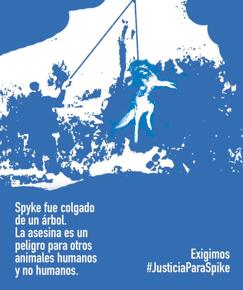AnaSuarezLicoa's tweet photo. El asesinato de Spike se dio de forma premeditada y con ensañamiento. Esto podría hacer que se imponga el máximo de la pena para estos casos. Es fundamental sentar precedentes jurídicos en delitos contra los animales.

Exigimos #JusticiaParaSpike https://t.co/HuRkMmGVjX
