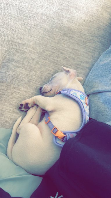 I always swore I&rsquo;d never get a dog&hellip; bro this has been the best three days ever. Irreplaceable. https://t<a href="/tag/weebtrash"class="tags"><span>#weebtrash</span></a>