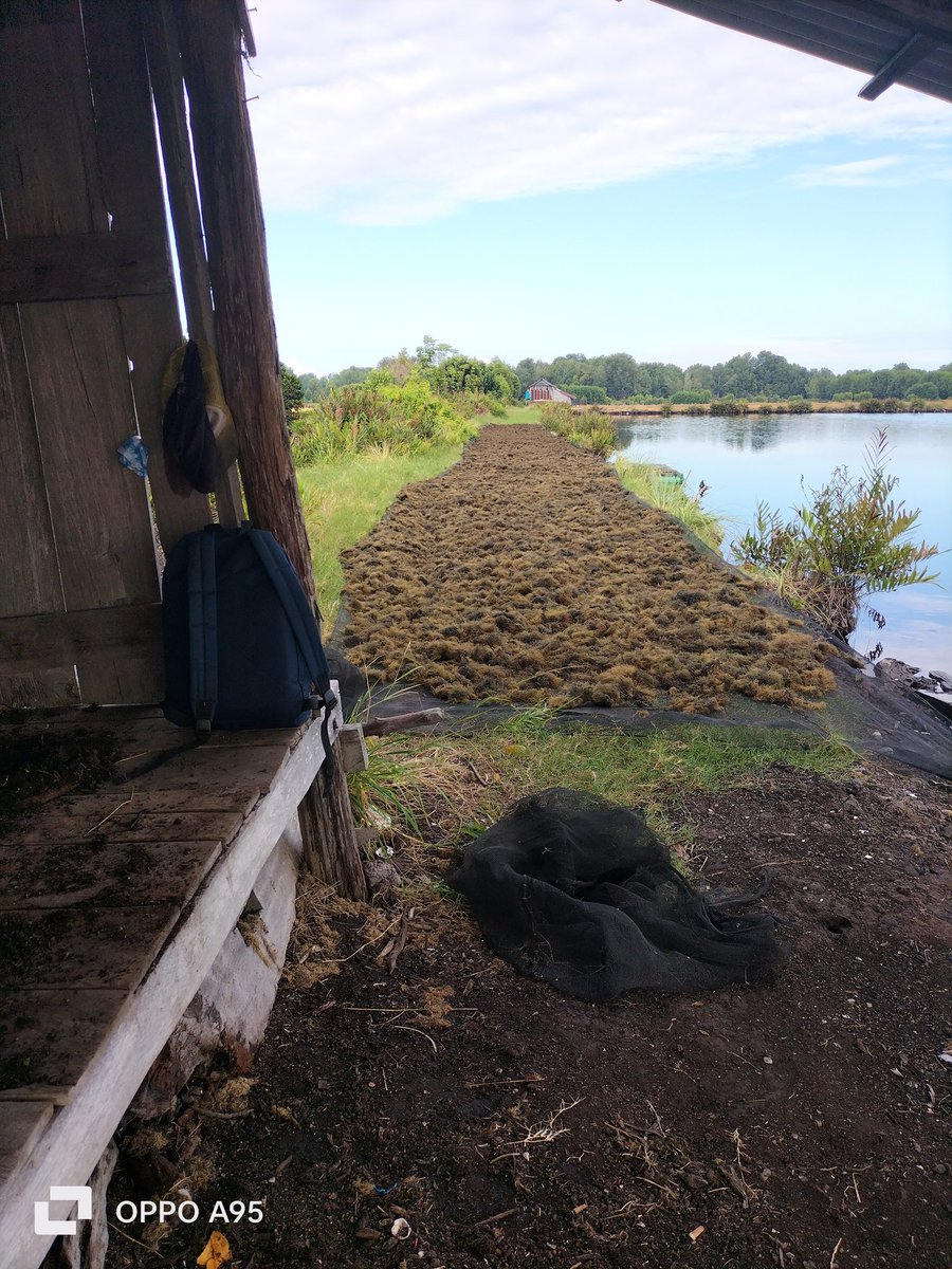 abidnhr's tweet photo. Jumat (04/08/2023), NAHARUDDIN,S.Pi Luhkan Kab.Luwu Timur Prov.Sul Sel  Pokdakan Pammasepuang,Desa Lakawali Panen rumput laut Gracillaria 2850 Kg harga Rp. 47.000/Kg #Giatluhkansatminkalmaros #KabLuwuTimur #Luhlapor #kkp https://t.co/Rj7FmNKVIT