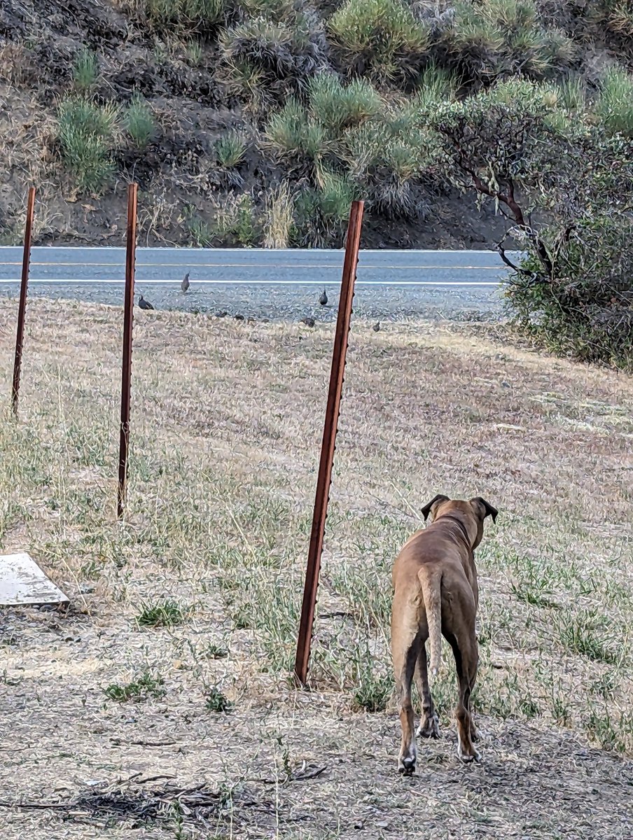RealPhilipLee's tweet photo. I ain't lookin at NUTHIN
#stoli #strongas10dogs https://t.co/G18UrcPGSn