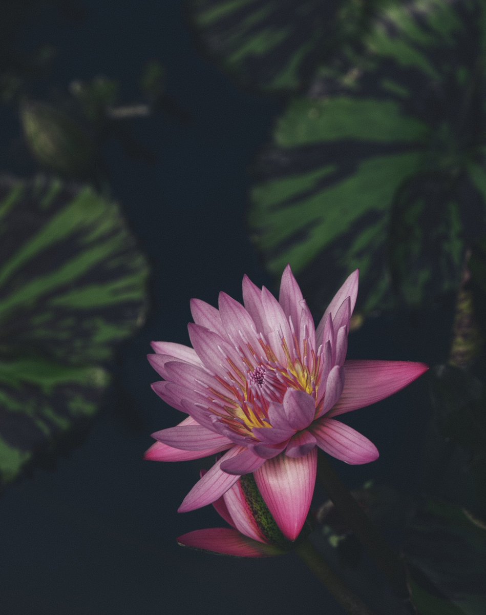 Aaron Burden tweet media