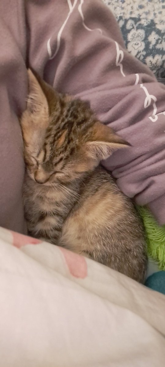 _ATO0_'s tweet photo. zzzz *ronca* https://t.co/ACXqjZtZUy