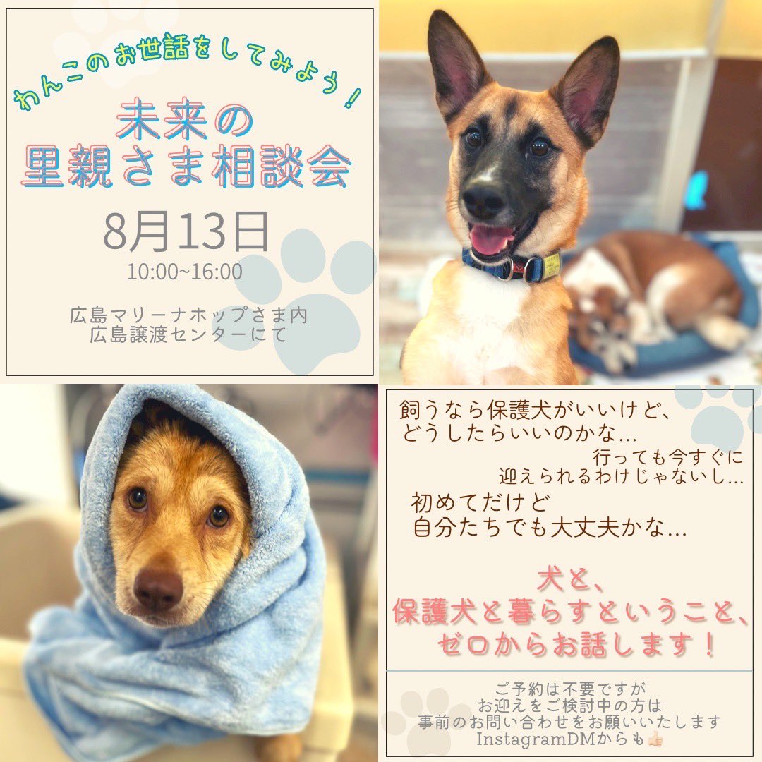 pwj_hiroshima's tweet photo. 🤝🏻 未来の里親さま相談会 🌻
合うわんこをゆっくりと探したい方、
お迎えの時期が未定の方、
どんな方でも気軽にご来場ください🙆🏻‍♀️

🗓 8月13日(日) 10:00~16:00
🏢 広島マリーナホップさま 広島譲渡センター内
✏️ ご予約は↓
    082-292-8525
    marina@peace-winds.org

ご来場お待ちしております😌 https://t.co/c0f2ENazxx