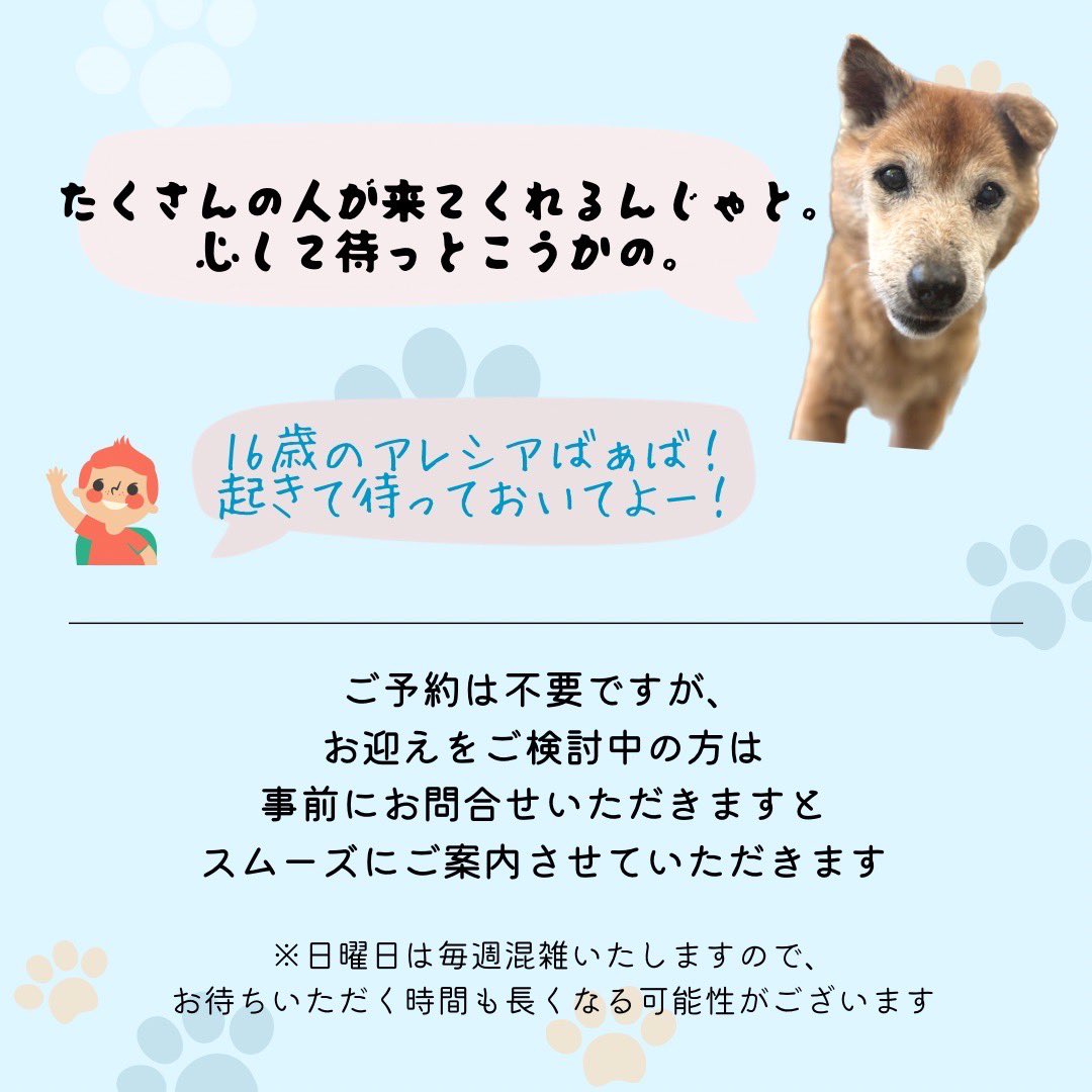 pwj_hiroshima's tweet photo. 🤝🏻 未来の里親さま相談会 🌻
合うわんこをゆっくりと探したい方、
お迎えの時期が未定の方、
どんな方でも気軽にご来場ください🙆🏻‍♀️

🗓 8月13日(日) 10:00~16:00
🏢 広島マリーナホップさま 広島譲渡センター内
✏️ ご予約は↓
    082-292-8525
    marina@peace-winds.org

ご来場お待ちしております😌 https://t.co/c0f2ENazxx