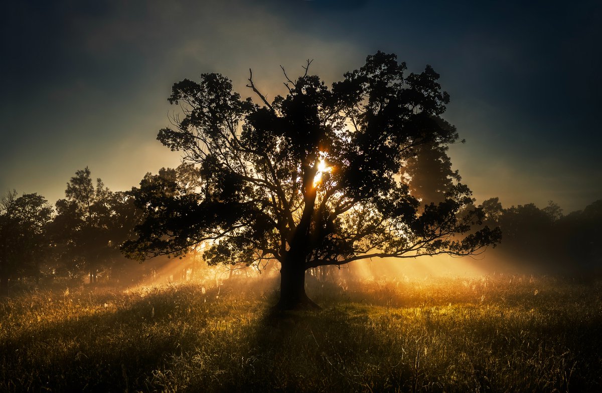 PixilPlanet's tweet photo. Sunrise lighting up the fog in NSW

#Australia #trees #sunrise #photographylovers #photography https://t.co/13sZwdStzN