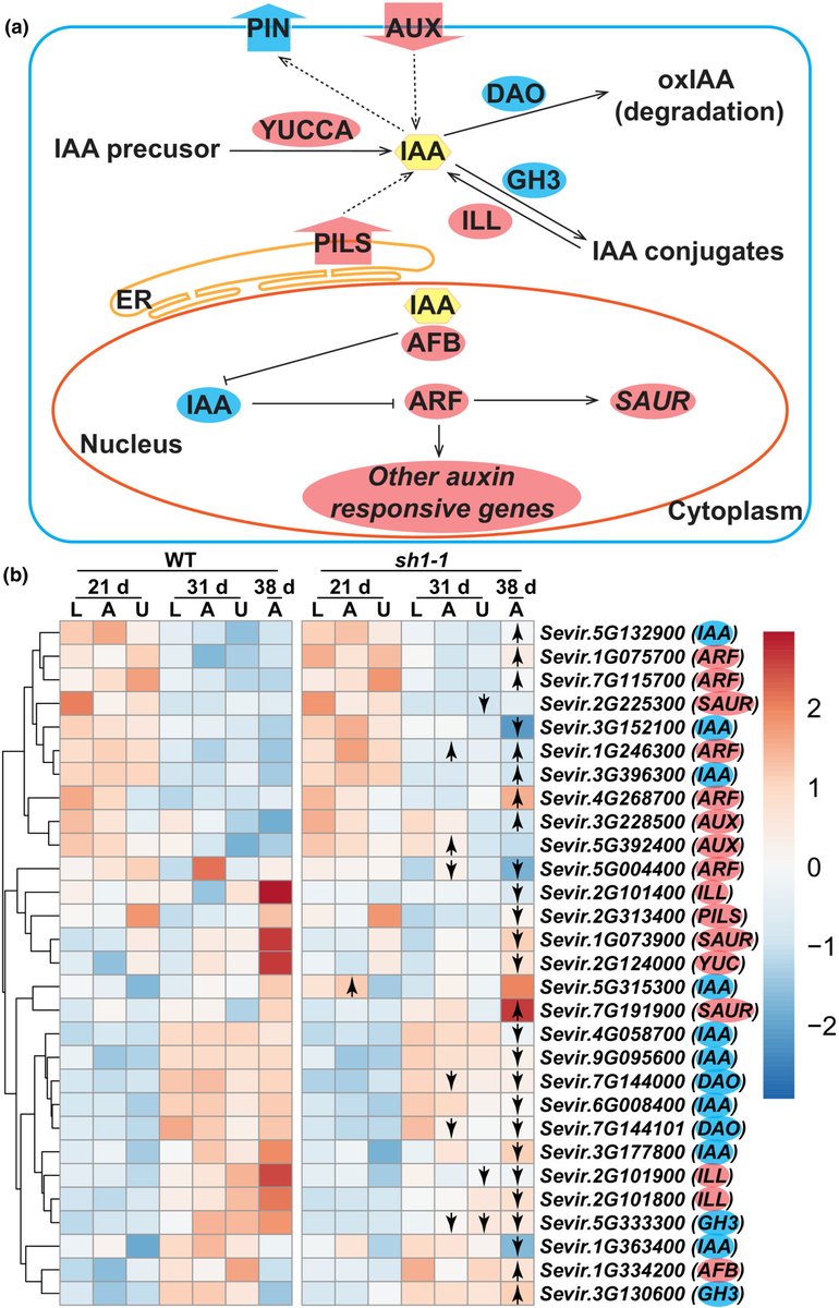 NewPhyt's tweet photo. SHATTERING1 activates grain abscission in Setaria viridis

Yu et al. @Yunqing_Yu @hhu770 @TheKelloggLab 

📖 https://t.co/NKD5j6zaPD https://t.co/5zC6qYvxze