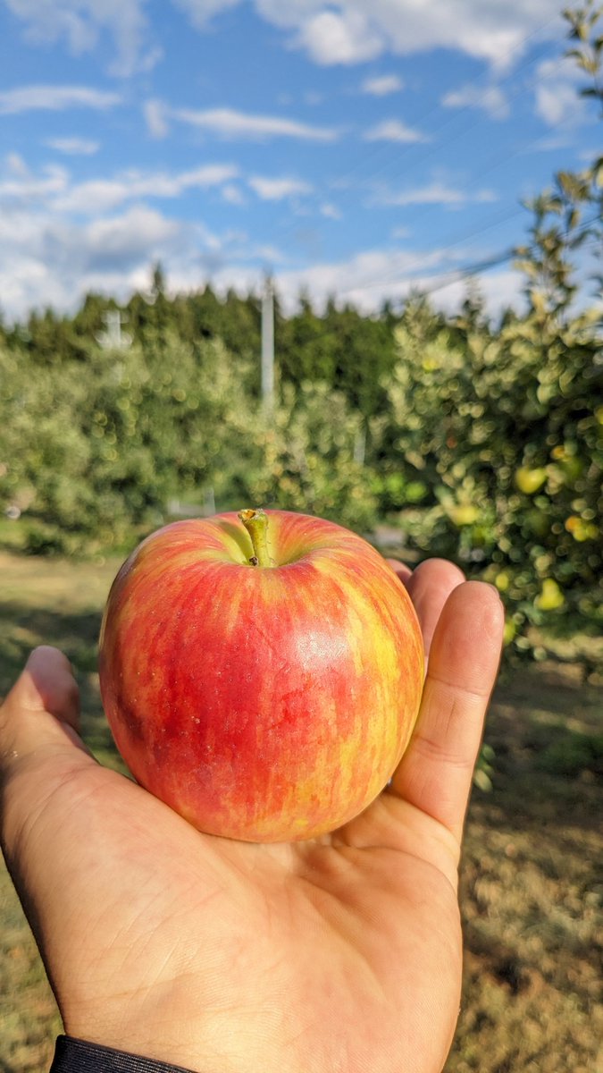 kita0244's tweet photo. 🍎リンゴ野郎からのプレゼント企画🍎 
長野県内でのみ栽培可能な希少品種「シナノリップ」、甘酸っぱい味わいの「シナノレッド」1.5kg食べ比べセットを3名様にプレゼント！  
■応募方法 
1.このアカウントをフォロー 
2.RTで応募完了 
 期間：8/7（月）-8/9（水） 
当選連絡：期間終了後、DMにて🍎 https://t.co/A0n8F8NPmV