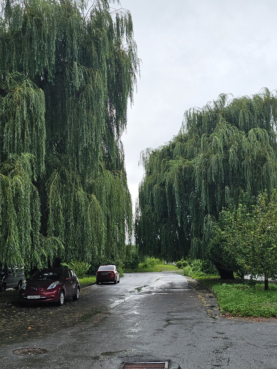 Tabachenko's tweet image. Минутка неплохих новостей. У здания Тихоокеанского океанологического института им. Ильичёва растут совершенно прекрасные ивы