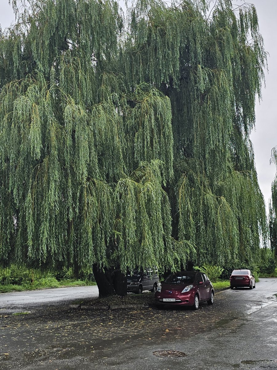 Tabachenko's tweet image. Минутка неплохих новостей. У здания Тихоокеанского океанологического института им. Ильичёва растут совершенно прекрасные ивы