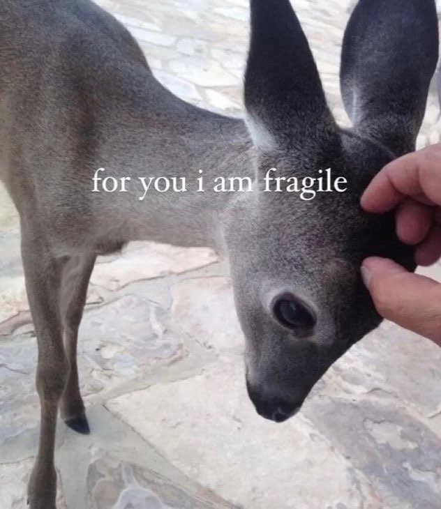 northstardoll's tweet image. 