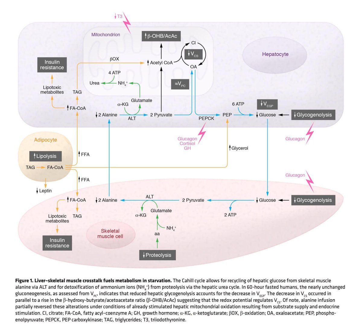 eduardlobatonrd's tweet photo. Comunicación entre músculo e hígado durante el ayuno via el ciclo de Cahill (Glucosa->alanina (músculo), Alanina->Glucosa (Hígado)), "Cuando el higado depende de la proteolisis muscular (alanina) para generar glucosa"

The Journal of clinical invest. 2019 Nov 1;129(11):4563-6. https://t.co/Y7oF0O4cJ8