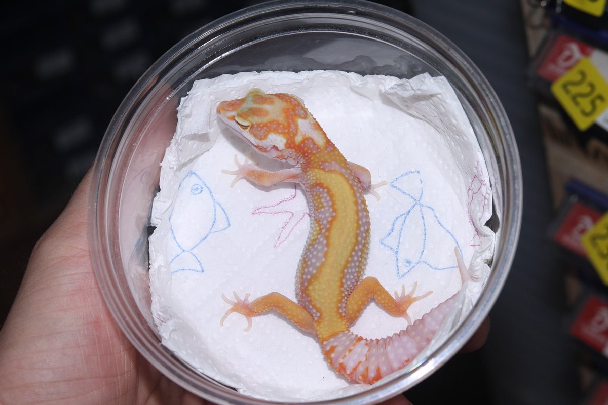 红直线川普橘白