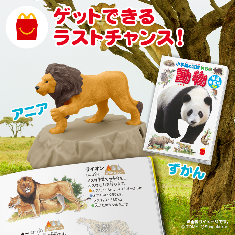 ガオーッ🦁🦁 本日8月10日は #世界ライオンの日 🦁 ライオンについて