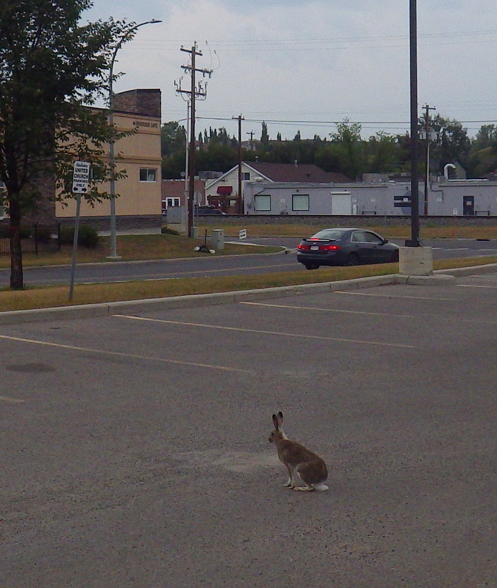 beespeaker tweet media