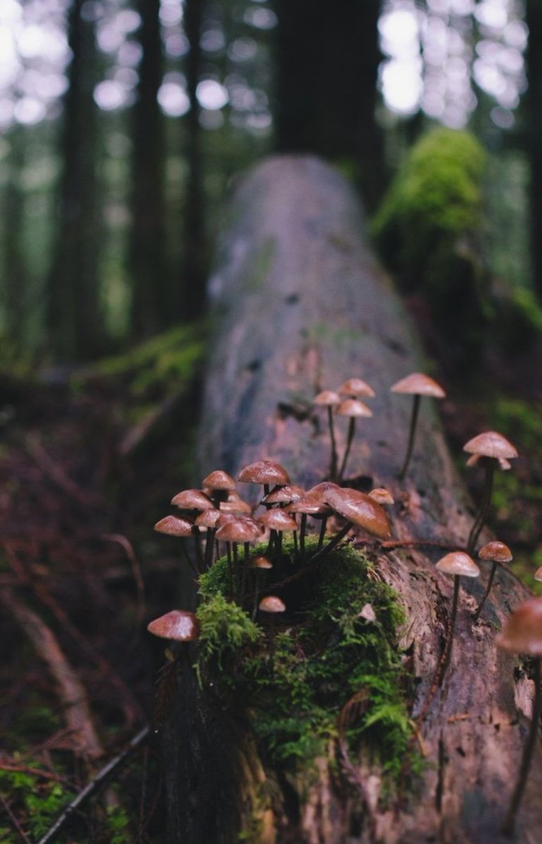 Nada se pierde, solo se transforma. #universo #energias #naturaleza #Vida