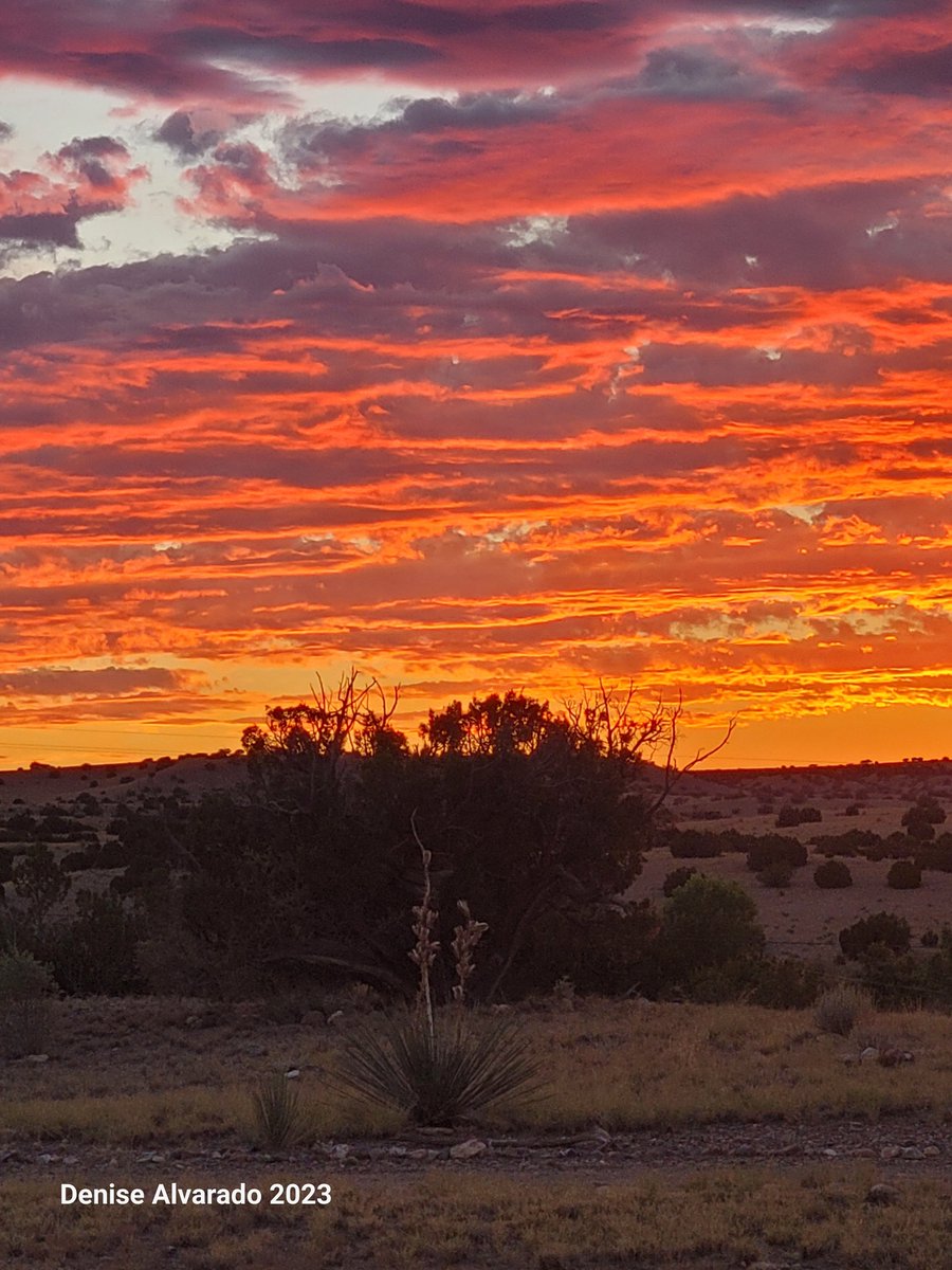 A few shots from the homestead tonight with a gorgeous Arizona sunset. 😍