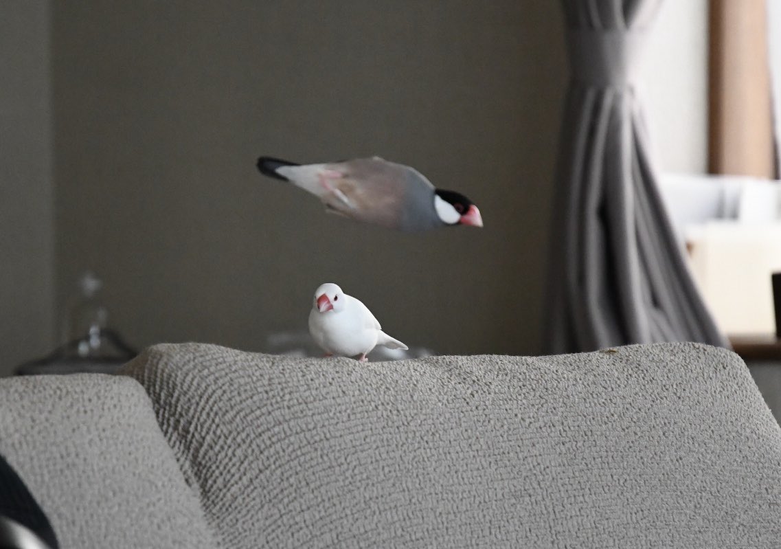 harukas*( •ө•)4羽の文鳥と tweet media