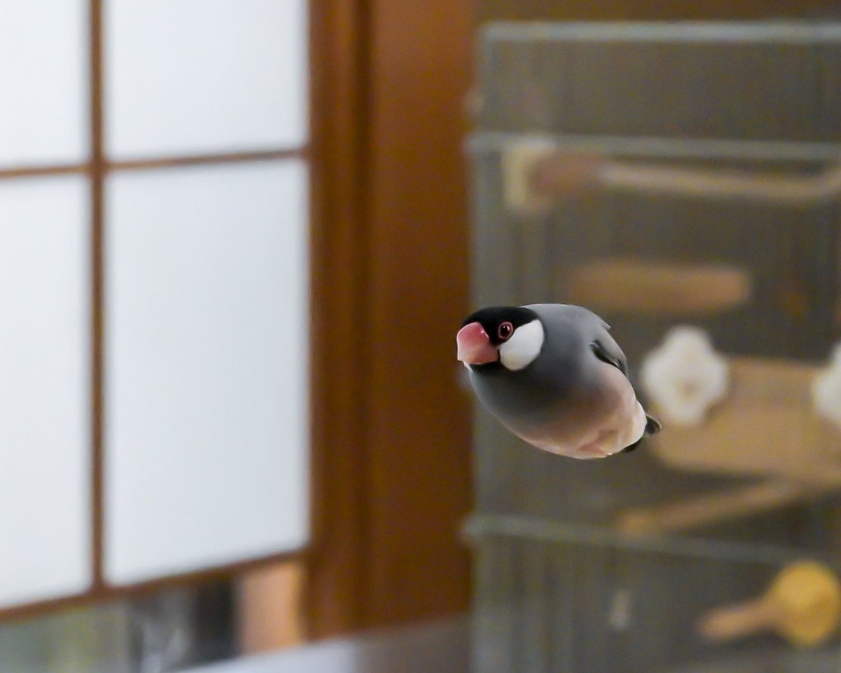 harukas*( •ө•)4羽の文鳥と tweet media