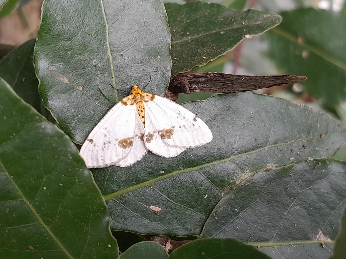 SDRnatural's tweet photo. 👣Ayer, tuvimos un estupendo #domingodeparque paseando por Peñacastillo
A la cita no faltaron la pareja de halcones peregrinos o la curruca rabilarga, escasa en el municipio
Además de mariposa Cleopatra, abejorros o insecto palo; y hierbas aromáticas presentes en nuestra cocinas https://t.co/3xKqKPOSuH