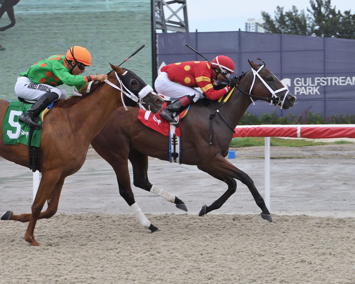 SaffieJosephJr's tweet photo. #7Aug Preemption 

Jockey: Edgard Zayas 
Trainer: Saffie Joseph, Jr.
Owner: Edward A. Seltzer 
Maiden Claiming $12,500 • Tapeta

5️⃣2️⃣nd victory for Saffie Joseph, Jr. #GulfstreamPark Saturday, August 05, 2023 #RoyalPalmMeet 

📸 @coglianesephoto 

🎥 @artilespascualf https://t.co/BMsHcYcTGW