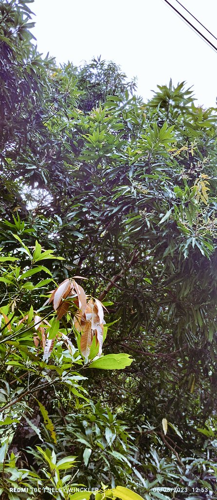 nelsy's tweet photo. Época de mango 🥭 #mangoes #mango #puravudamae #costaricasalvaje #Arboles #naturaleza #frutas https://t.co/GslDMxEZqC