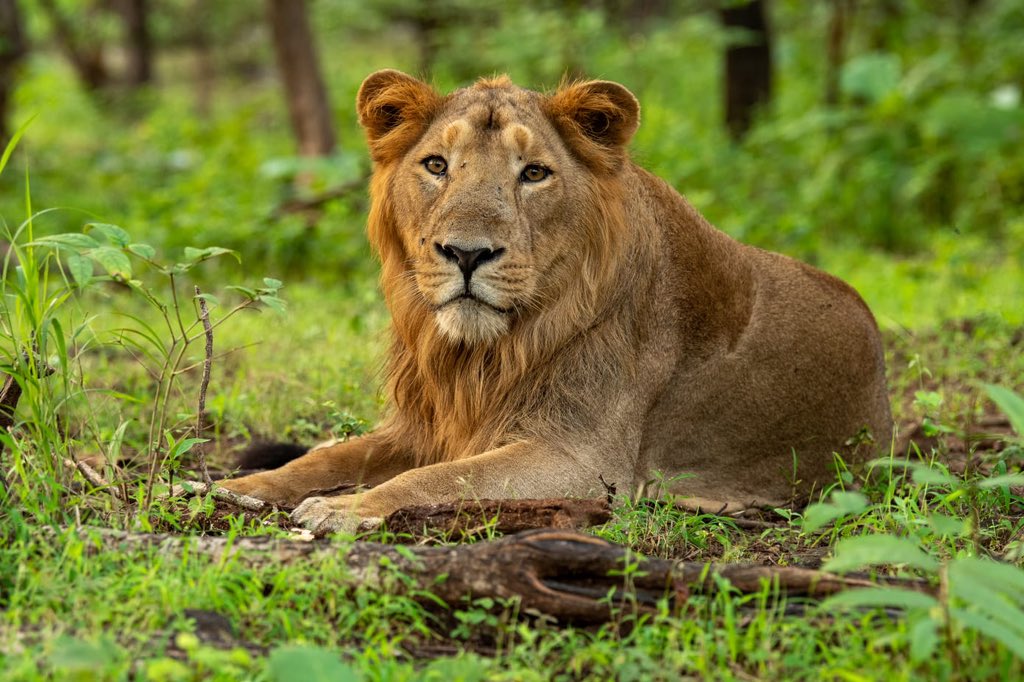 #10August, #WorldLionDay2023, let's take a moment to appreciate the beauty & strength of #AsiaticLions🦁. Together, we can make a difference in protecting these iconic big cats & their ecosystems. 🌍🐾 #Gir #RoarForLions #LionConservation @CCF_Wildlife @PccfWildlife @HoffPccf