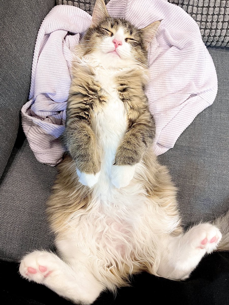 しろあん🐾でっかい北欧猫 tweet media