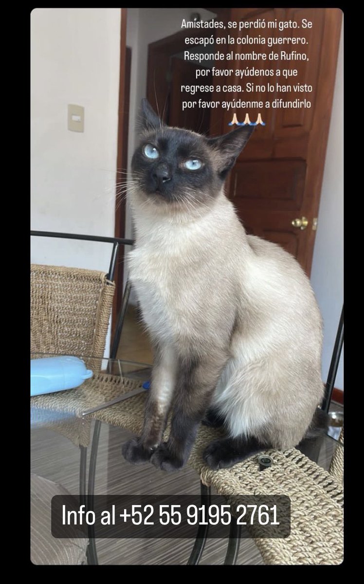 Alina_Gag's tweet photo. Por favor ayúdenos a encontrar a Rufino 💔 se salió ayer en la colonia guerrero 😭💔😭😭😭😭 https://t.co/IUvhsSQwNV