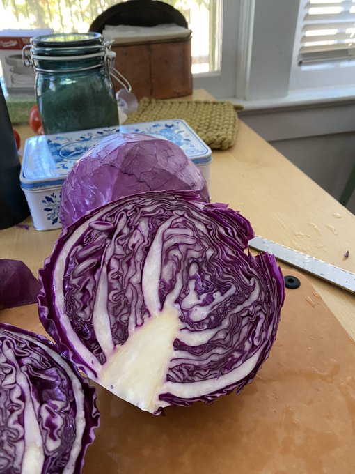Today&rsquo;s harvest became dinner. Beautiful purple cabbage rolls with tomato sauce. Started some sauerkraut<a href="/tag/taboo"class="tags"><span>#taboo</span></a><a href="/tag/crossdressing"class="tags"><span>#crossdressing</span></a><a href="/tag/wristwatch"class="tags"><span>#wristwatch</span></a>