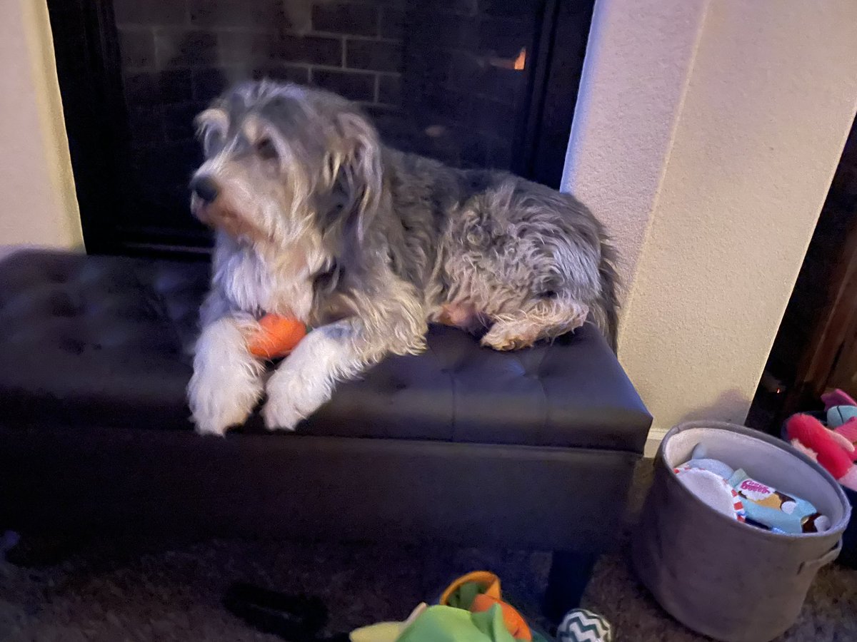 Mom’s laughing at my seat choice tonight. Lots of comfy spots all over the house yet I chose this bench. 🤣🤔 
Hope you all had a great weekend friends! #MusicalChairs #DogsOfX