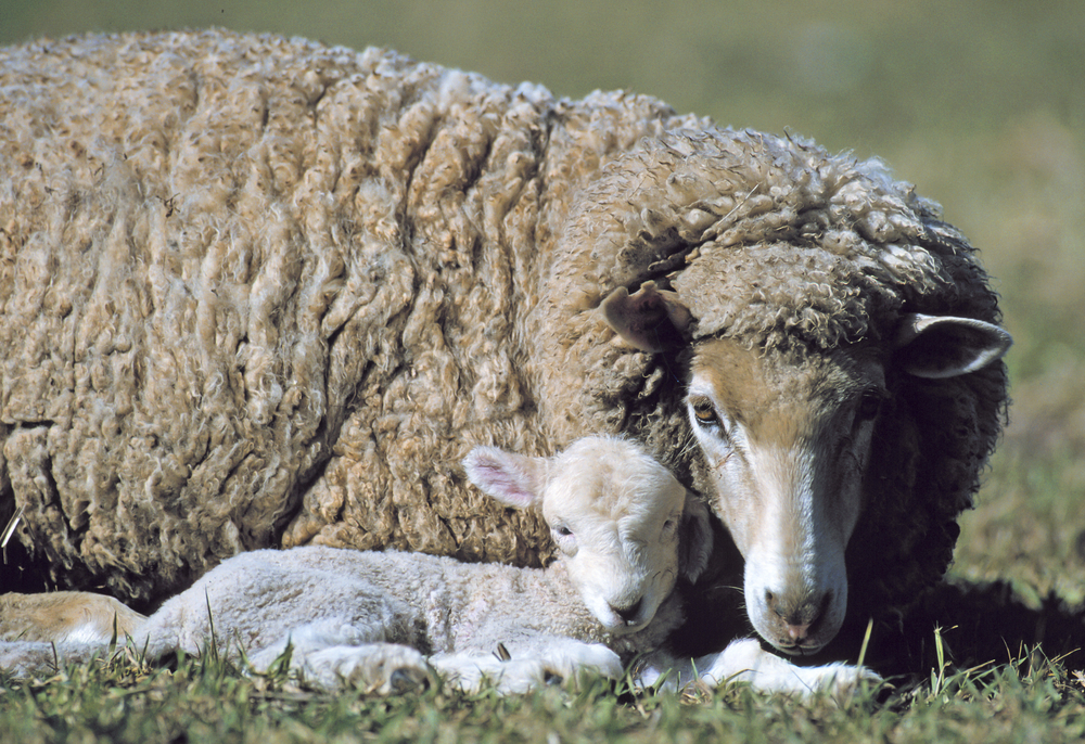 Celebrate WA's Finest Wool!  Australia is a global leader in wool production, contributing 25% of the world's greasy wool. Don't miss the @PerthRoyalShowWool Competition - a showcase of Australia's best! Entries close on 13th August. #WoolProduction #PRSWoolCompetit