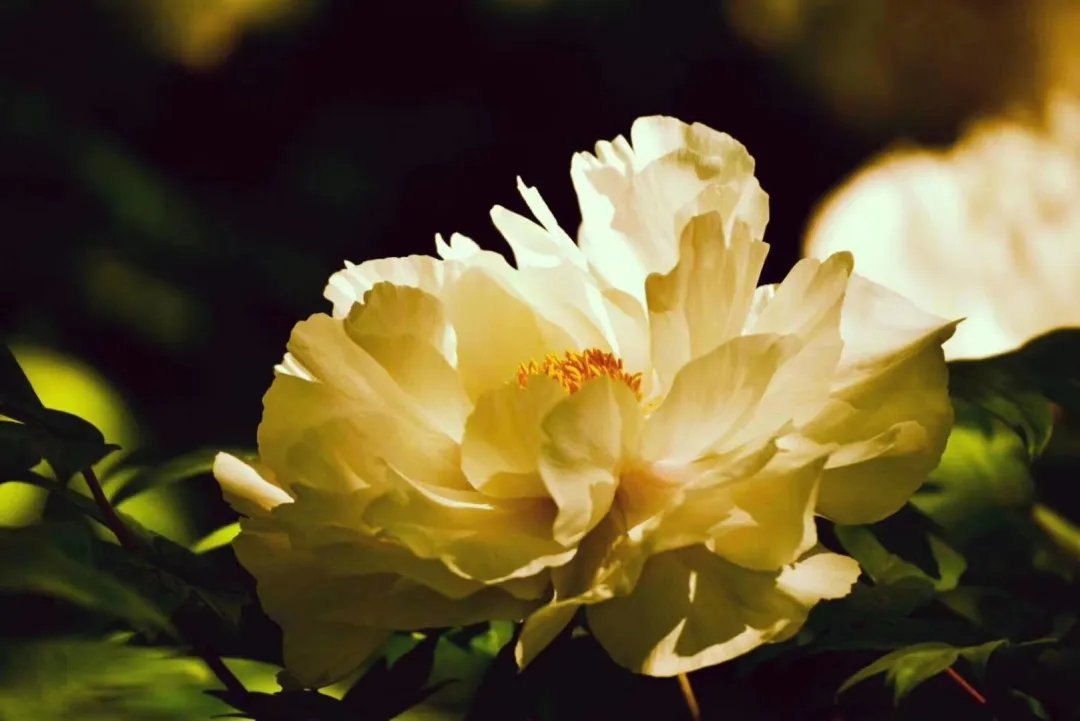 Peony Art（互fo） tweet media