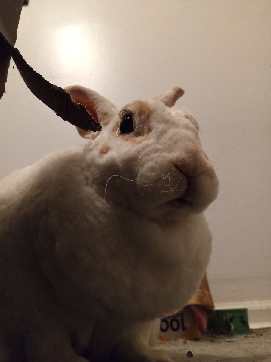 floorsharkmomma's tweet photo. "Huh? Eating cardboards? You must be mistaken!" **spits out cardboard** #bunnyantics #CloverRex
#rexbreed https://t.co/MHijBCiZkq